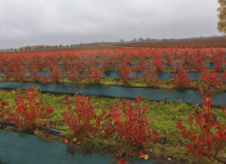 Jesienny fenomen borówkowych plantacji. Zobaczcie, jak bajecznie wygląda borówka jesienią!