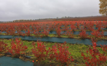 Jesienny fenomen borówkowych plantacji. Zobaczcie, jak bajecznie wygląda borówka jesienią!