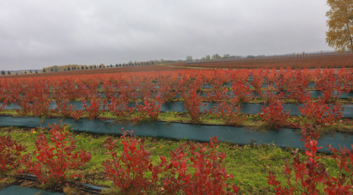 Jesienny fenomen borówkowych plantacji. Zobaczcie, jak bajecznie wygląda borówka jesienią!