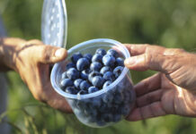 ’Erisa’ i 'Eluna’ – dwie polskie odmiany borówki wysokiej już niedługo trafią na plantacje.