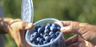 ’Erisa’ i 'Eluna’ – dwie polskie odmiany borówki wysokiej już niedługo trafią na plantacje.