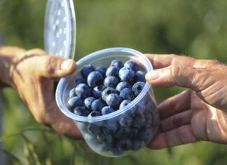 ’Erisa’ i 'Eluna’ – dwie polskie odmiany borówki wysokiej już niedługo trafią na plantacje.