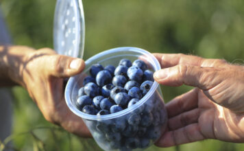 ’Erisa’ i 'Eluna’ – dwie polskie odmiany borówki wysokiej już niedługo trafią na plantacje.