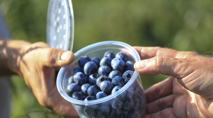 ’Erisa’ i 'Eluna’ – dwie polskie odmiany borówki wysokiej już niedługo trafią na plantacje.