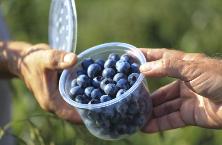 ’Erisa’ i 'Eluna’ – dwie polskie odmiany borówki wysokiej już niedługo trafią na plantacje.
