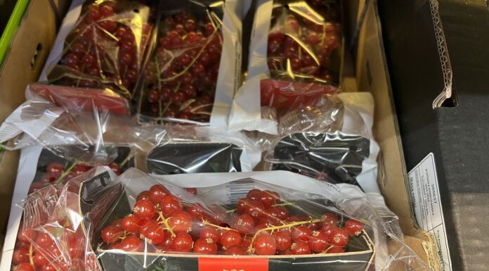 Jeżyny i porzeczki czerwone wciąż dostępne. W jakich cenach (02.10)? jeżyny i porzeczki