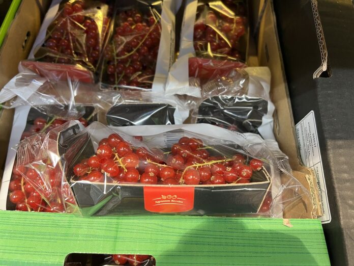 IMG_9522_09_30_2025 jeżyny i porzeczki