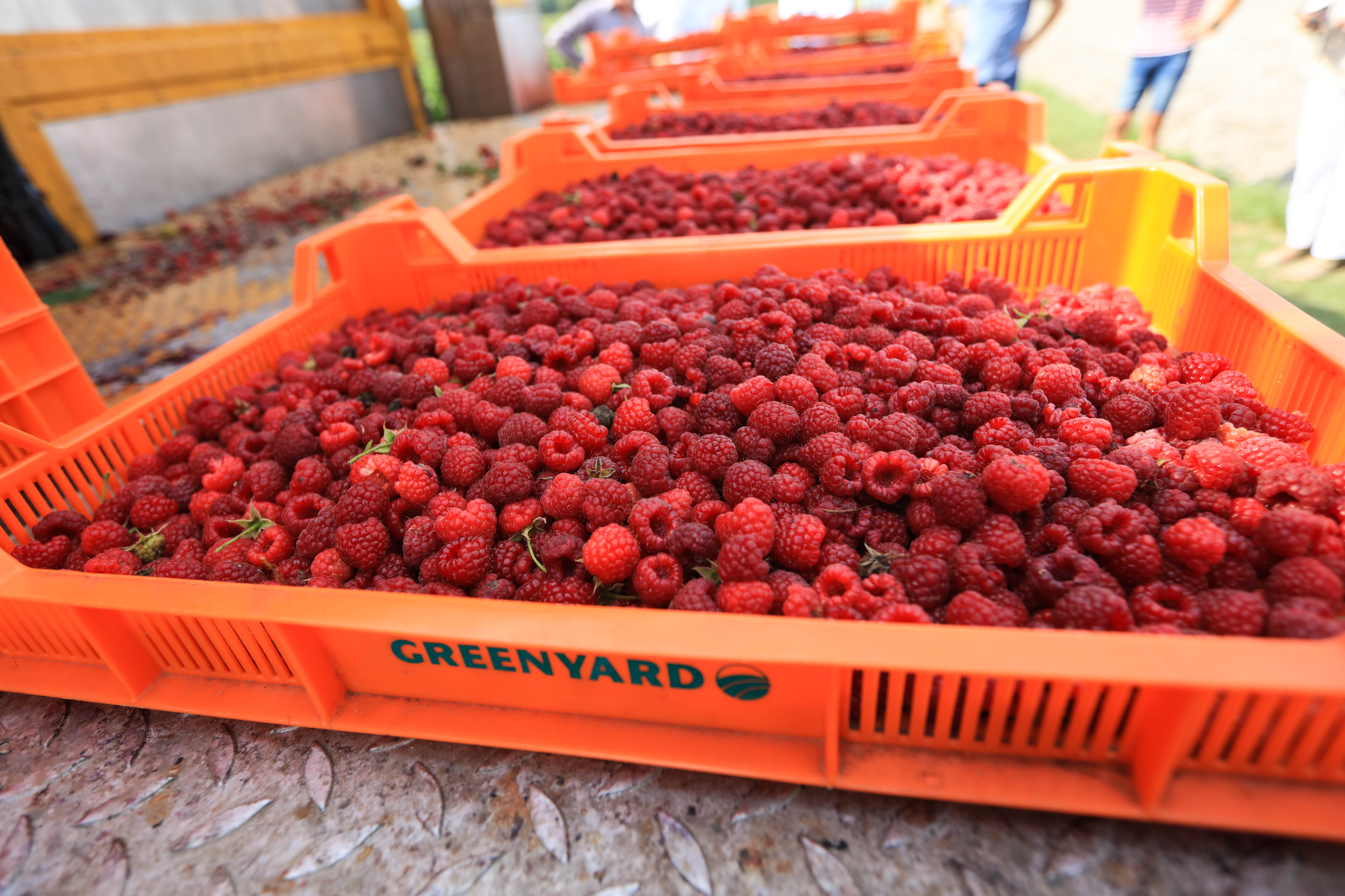 Produkcja malin na Ukrainie spada, ale eksport mrożonych owoców wciąż rośnie