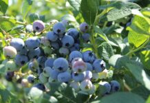 Chile: rośnie eksport borówek. Plantatorzy stawiają na nowe odmiany