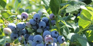 Chile: rośnie eksport borówek. Plantatorzy stawiają na nowe odmiany