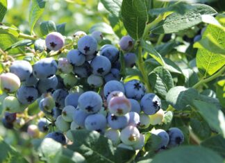 Chile: rośnie eksport borówek. Plantatorzy stawiają na nowe odmiany