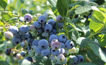 Wojna na Bliskim Wschodzie uderza w branżę jagodową wojna na bliskim wschodzie uderza w branżę jagodową