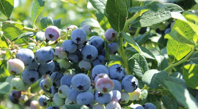 Chile: rośnie eksport borówek. Plantatorzy stawiają na nowe odmiany