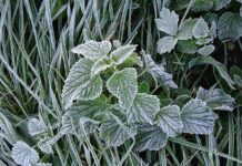 Nadchodzą jesienne przymrozki. Przed nami załamanie pogody przymrozki