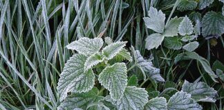 Nadchodzą jesienne przymrozki. Przed nami załamanie pogody przymrozki