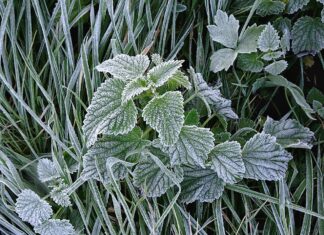 Nadchodzą jesienne przymrozki. Przed nami załamanie pogody przymrozki