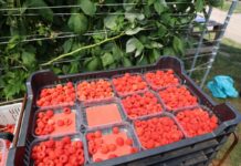 Sezon na maliny jesienne trwa, ale nie należy do łatwych