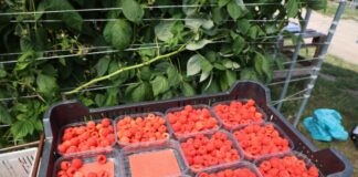 Sezon na maliny jesienne trwa, ale nie należy do łatwych