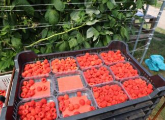 Sezon na maliny jesienne trwa, ale nie należy do łatwych