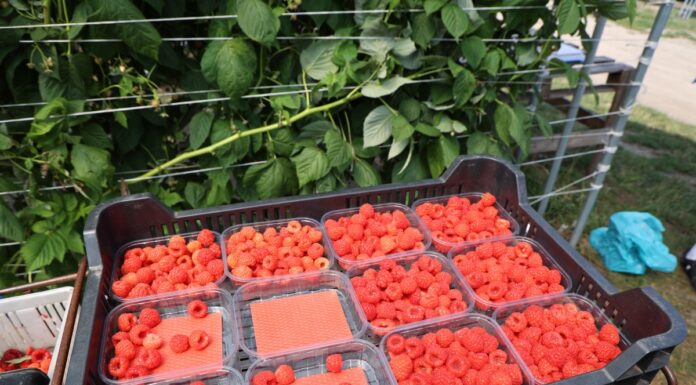 Sezon na maliny jesienne trwa, ale nie należy do łatwych