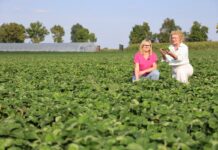 Polskie sadzonki truskawek, pewny plon. Z wizytą w firmie Niewczas Szkółka Sadzonek Truskawek