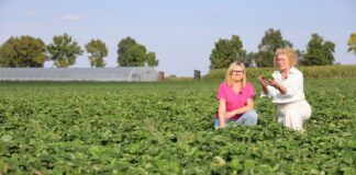 Polskie sadzonki truskawek, pewny plon. Z wizytą w firmie Niewczas Szkółka Sadzonek Truskawek