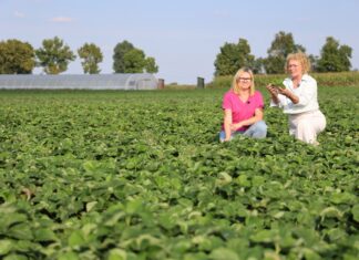 Polskie sadzonki truskawek, pewny plon. Z wizytą w firmie Niewczas Szkółka Sadzonek Truskawek