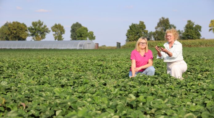 Polskie sadzonki truskawek, pewny plon. Z wizytą w firmie Niewczas Szkółka Sadzonek Truskawek
