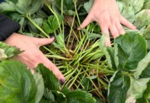 Jesień na plantacjach truskawek. Czy jeszcze nawozić?