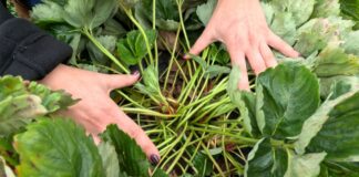 Jesień na plantacjach truskawek. Czy jeszcze nawozić?