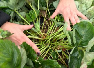 Jesień na plantacjach truskawek. Czy jeszcze nawozić?