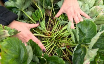 Jesień na plantacjach truskawek. Czy jeszcze nawozić?