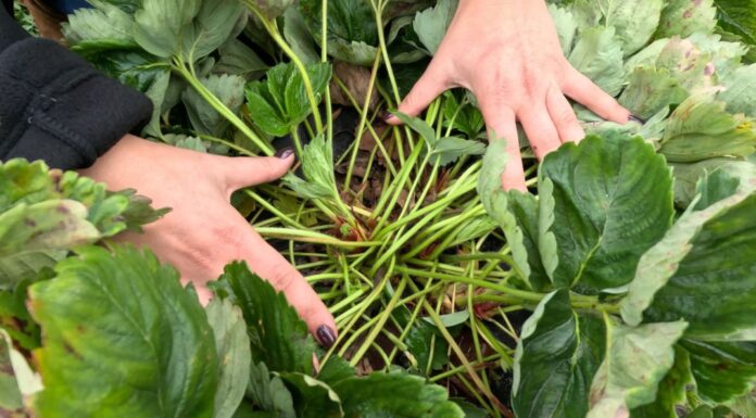 Jesień na plantacjach truskawek. Czy jeszcze nawozić?