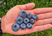 Największe borówki świata. Polska miała swoje „pięć minut”