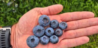 Największe borówki świata. Polska miała swoje „pięć minut”