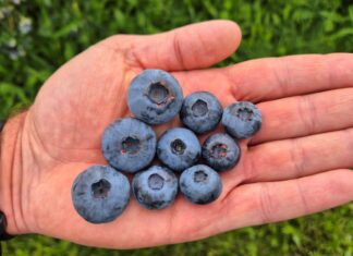 Największe borówki świata. Polska miała swoje „pięć minut”
