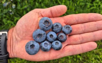 Największe borówki świata. Polska miała swoje „pięć minut”