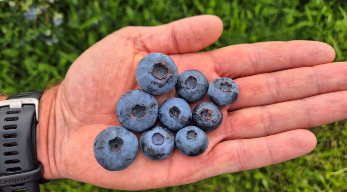 Największe borówki świata. Polska miała swoje „pięć minut”