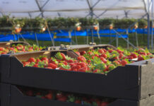 Czy bycie liderem w branży jagodowej jest łatwe?