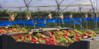 Czy bycie liderem w branży jagodowej jest łatwe?