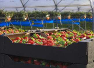 Czy bycie liderem w branży jagodowej jest łatwe?