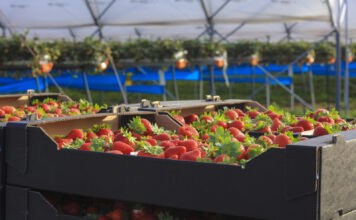 Czy bycie liderem w branży jagodowej jest łatwe?