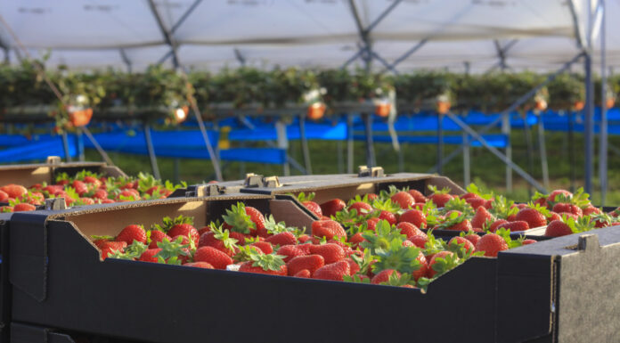 Czy bycie liderem w branży jagodowej jest łatwe?