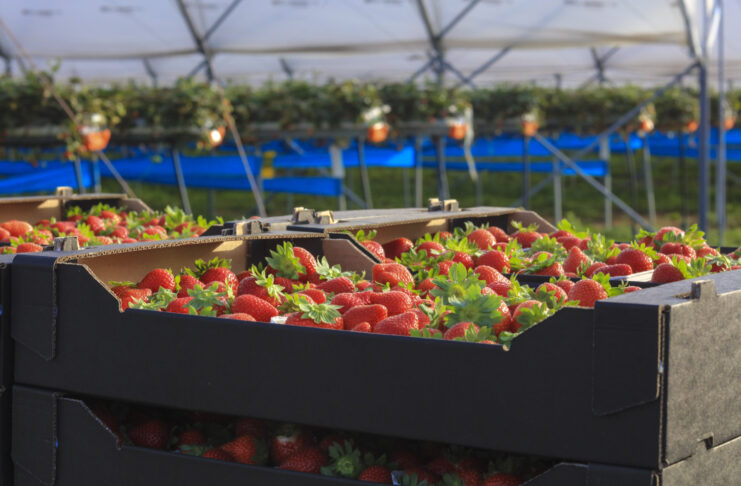 Czy bycie liderem w branży jagodowej jest łatwe?