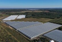 Truskawki powtarzające owocowanie – jaki był ten sezon? tunele truskawki