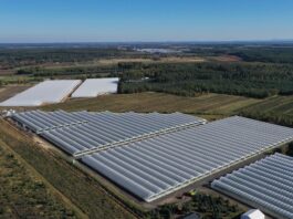 Truskawki powtarzające owocowanie – jaki był ten sezon? tunele truskawki