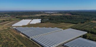 Truskawki powtarzające owocowanie – jaki był ten sezon? tunele truskawki