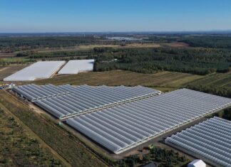 Truskawki powtarzające owocowanie – jaki był ten sezon? tunele truskawki