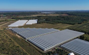 Truskawki powtarzające owocowanie – jaki był ten sezon? tunele truskawki