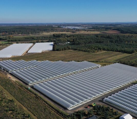 Truskawki powtarzające owocowanie – jaki był ten sezon? tunele truskawki